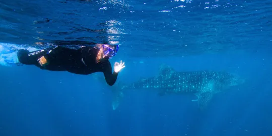 Bev swimming with a whale shark. 
