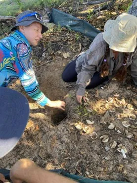 Bev Job digging out a nest after turtles have hatched. 