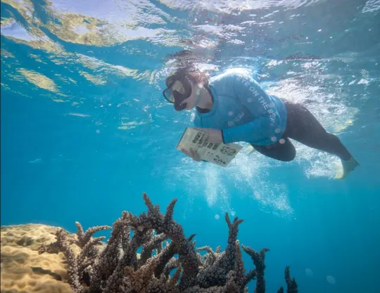 Picture of snorkeler completing in-water survey.