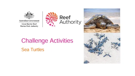 Sea Turtle Challenge activites.jpg