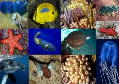 Image collage of various Reef creatures