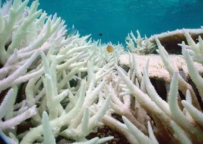 Coral bleaching impact