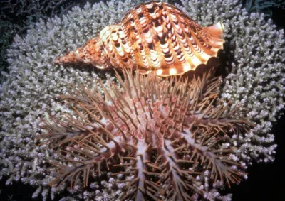 Crown-of-thorns starfish and Giant Triton snail