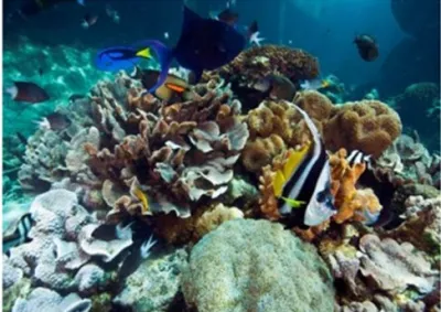 Reef biodiversity