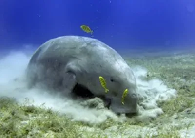 Dugong feeding