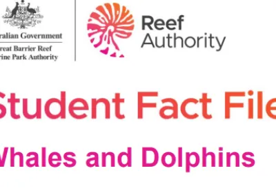 Whale and Dolphins - Fact Sheet