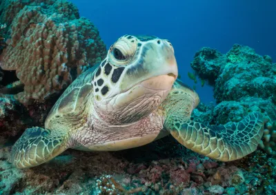 Close up picture of Green Sea Turtle