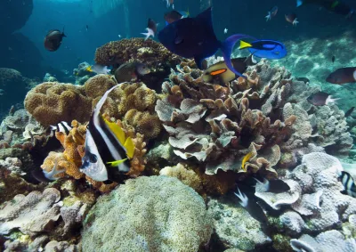 View of reef fish and coral