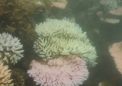 Pic of bleached coral colonies.