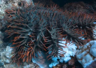 COTS feeding on coral pic
