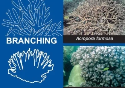 coral forms thumbnail