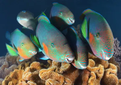 Parrotfish