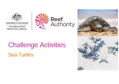 Sea Turtle Challenge activites.jpg