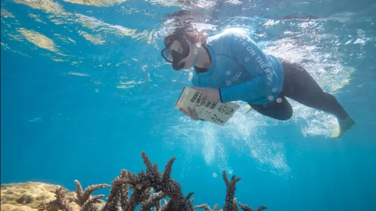 Picture of snorkeler completing in-water survey.
