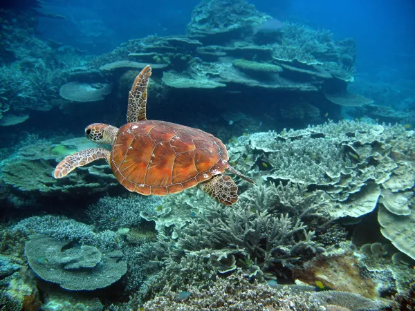 Julie's test school Augst 2024 logo