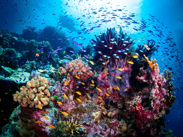 Reef life scene