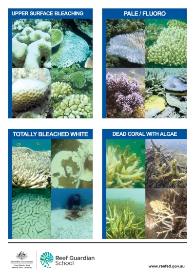 Coral impacts bleaching