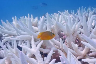 Bleached coral