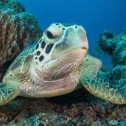 Turtle